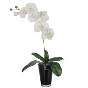 Planta Artificial - Phalaenopsis Blanca - MICA